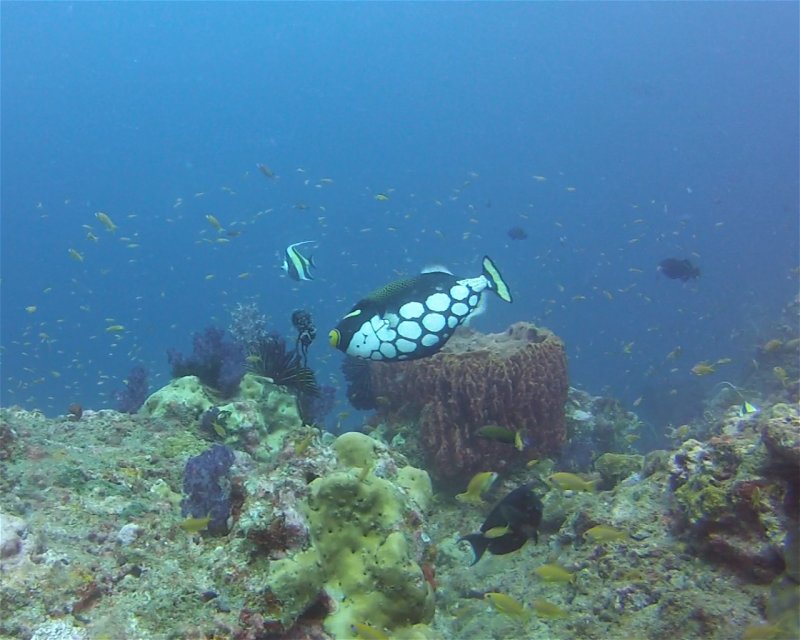 Divesite Image