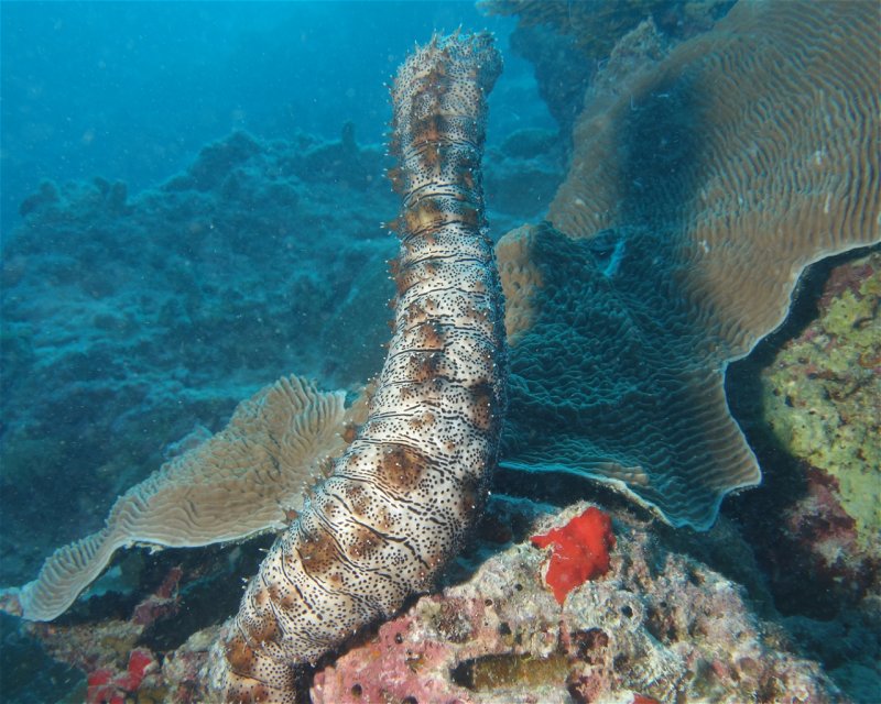 Divesite Image