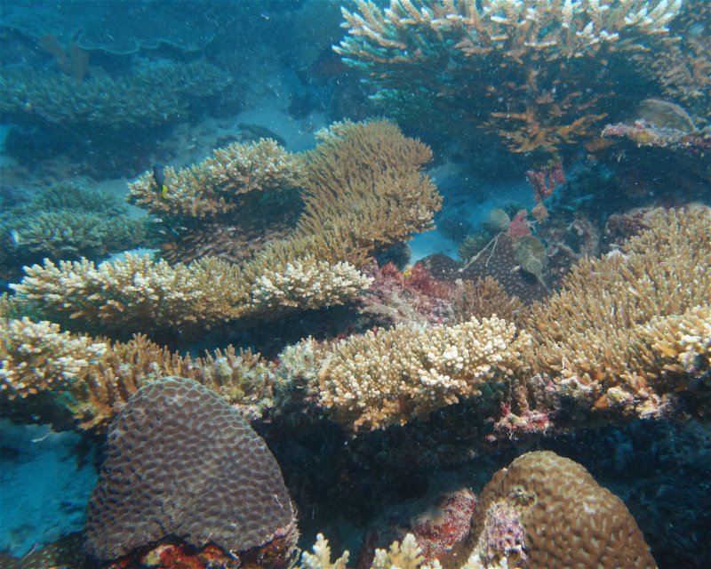 Divesite Image