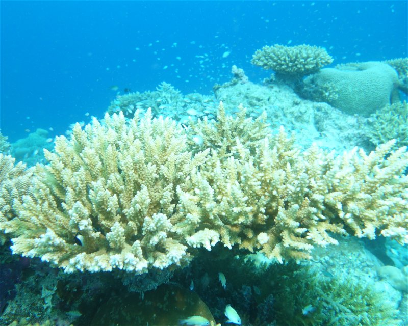Divesite Image