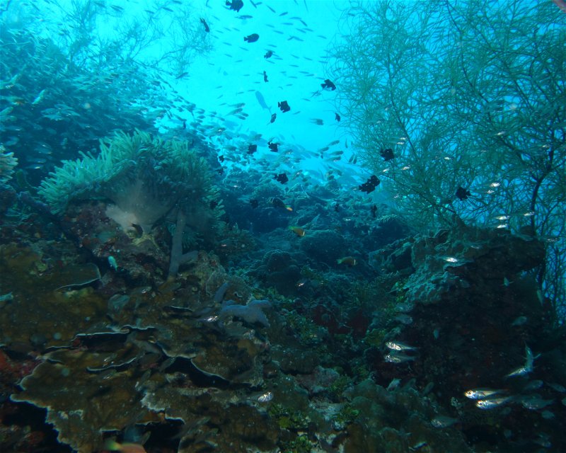 Divesite Image