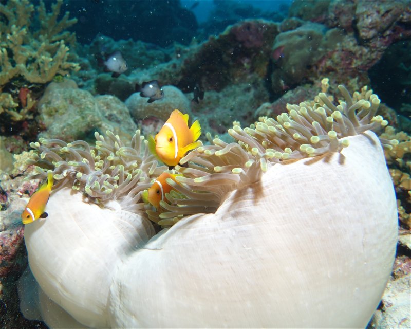 Divesite Image