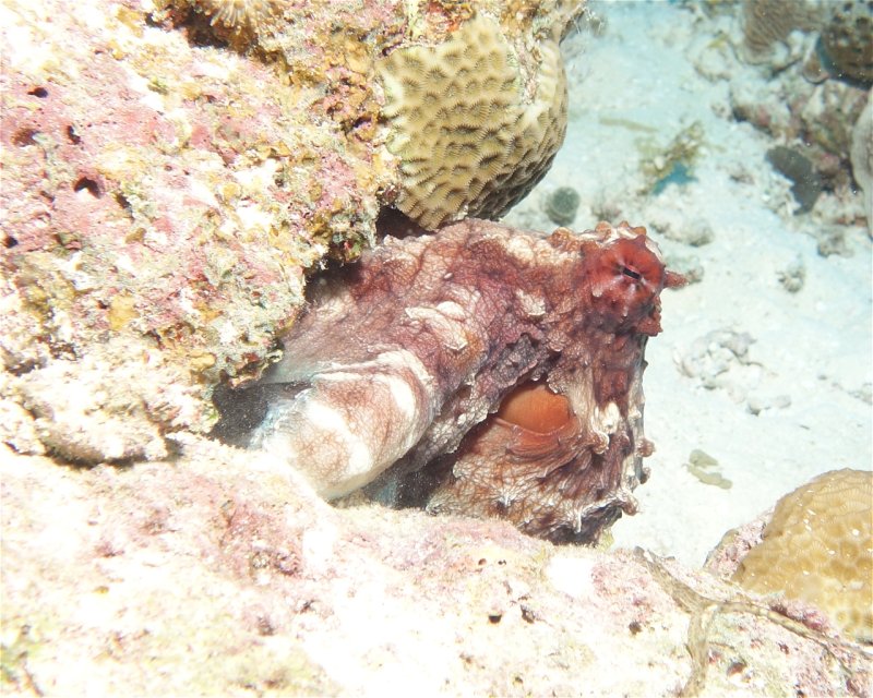 Divesite Image