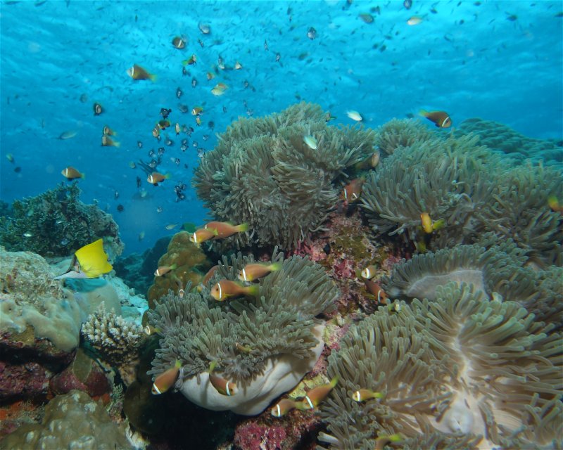 Divesite Image