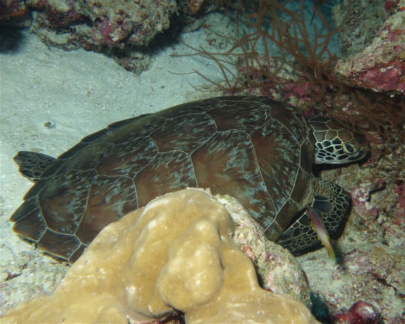 Divesite Image
