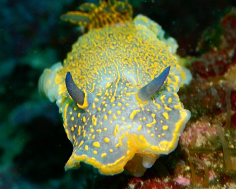Divesite Image