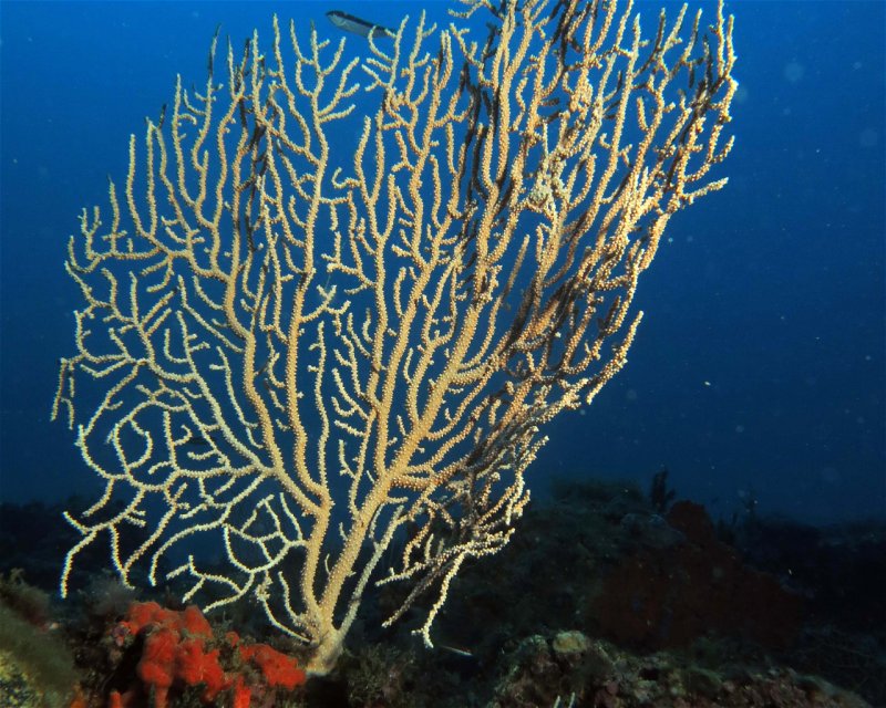 Divesite Image