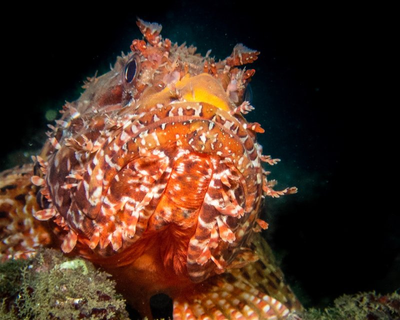 Divesite Image
