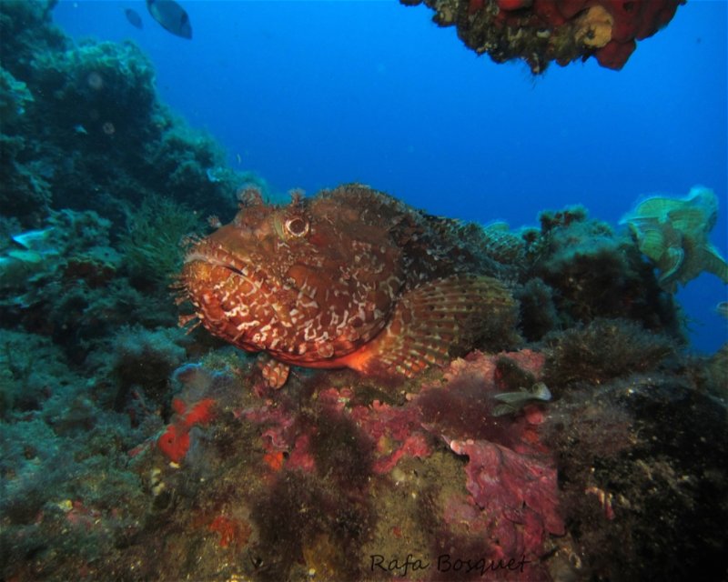 Divesite Image