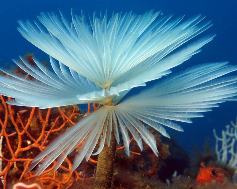 Divesite Image