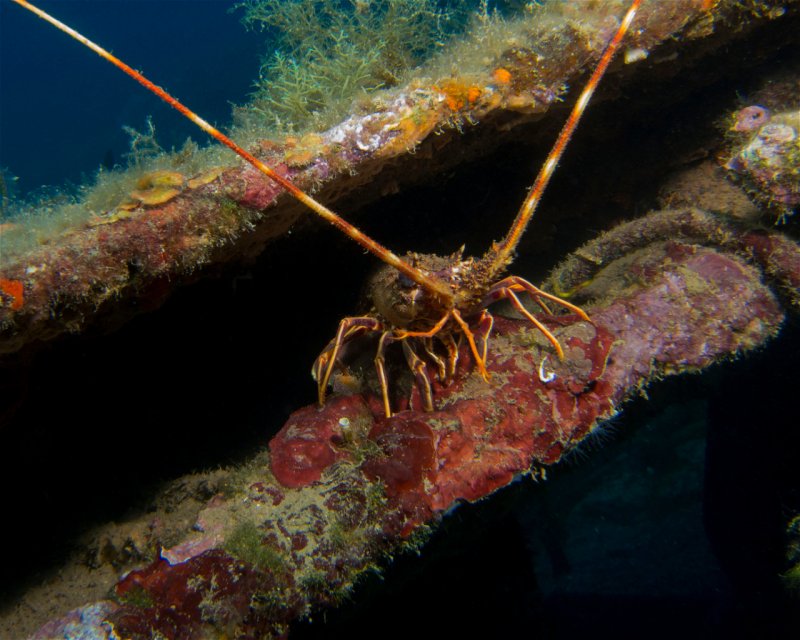 Divesite Image