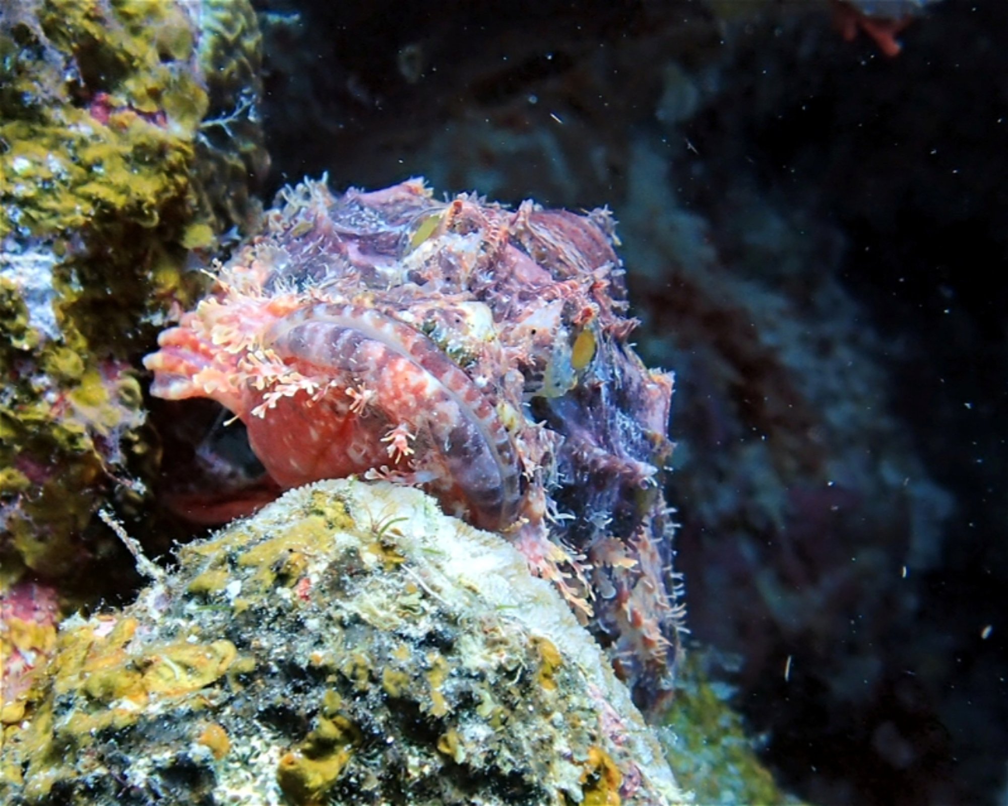 Dive Point Siquijor, 6227 San Juan, Siquijor