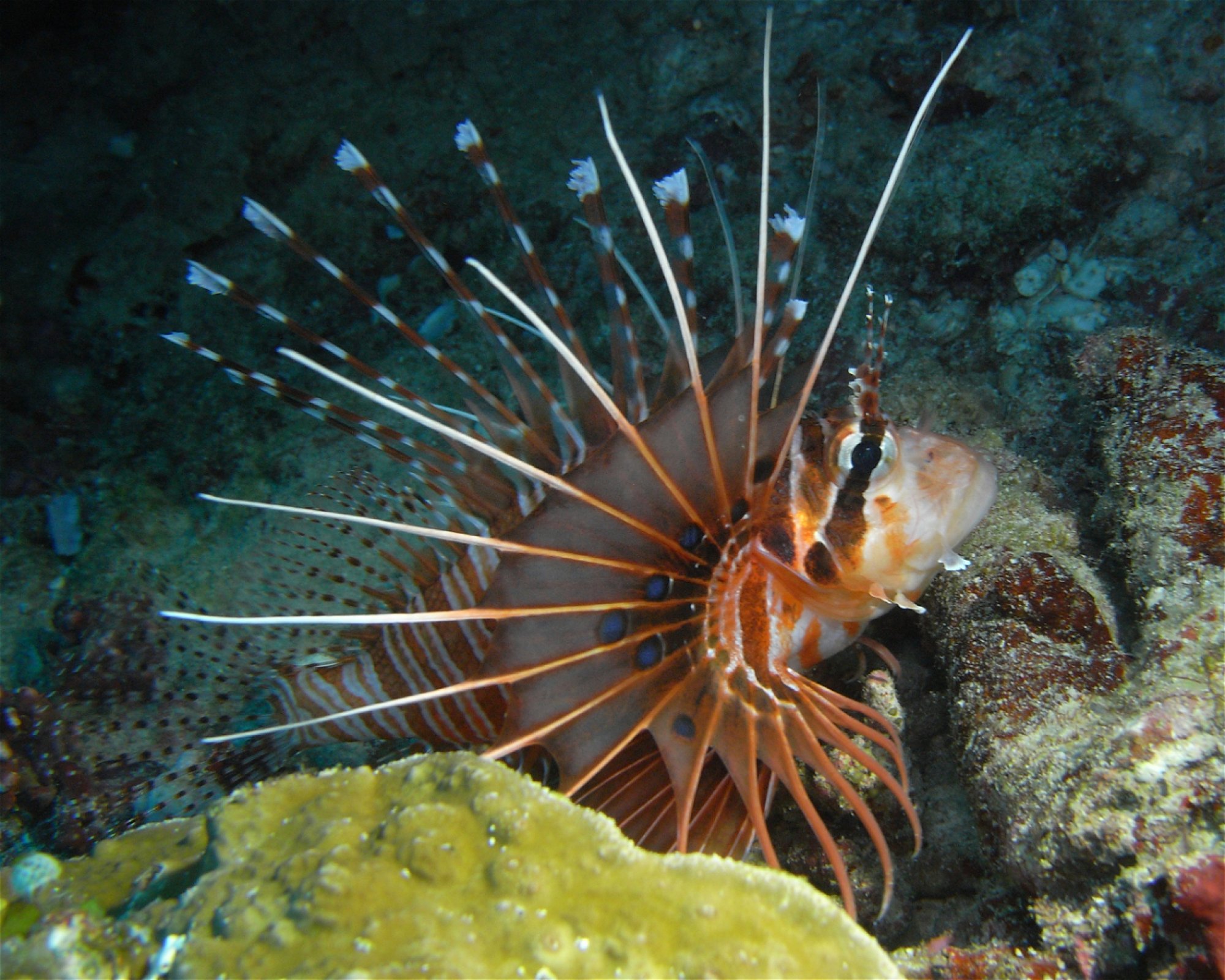 DivePoint Meedhupparu, 960 Meedhupparu