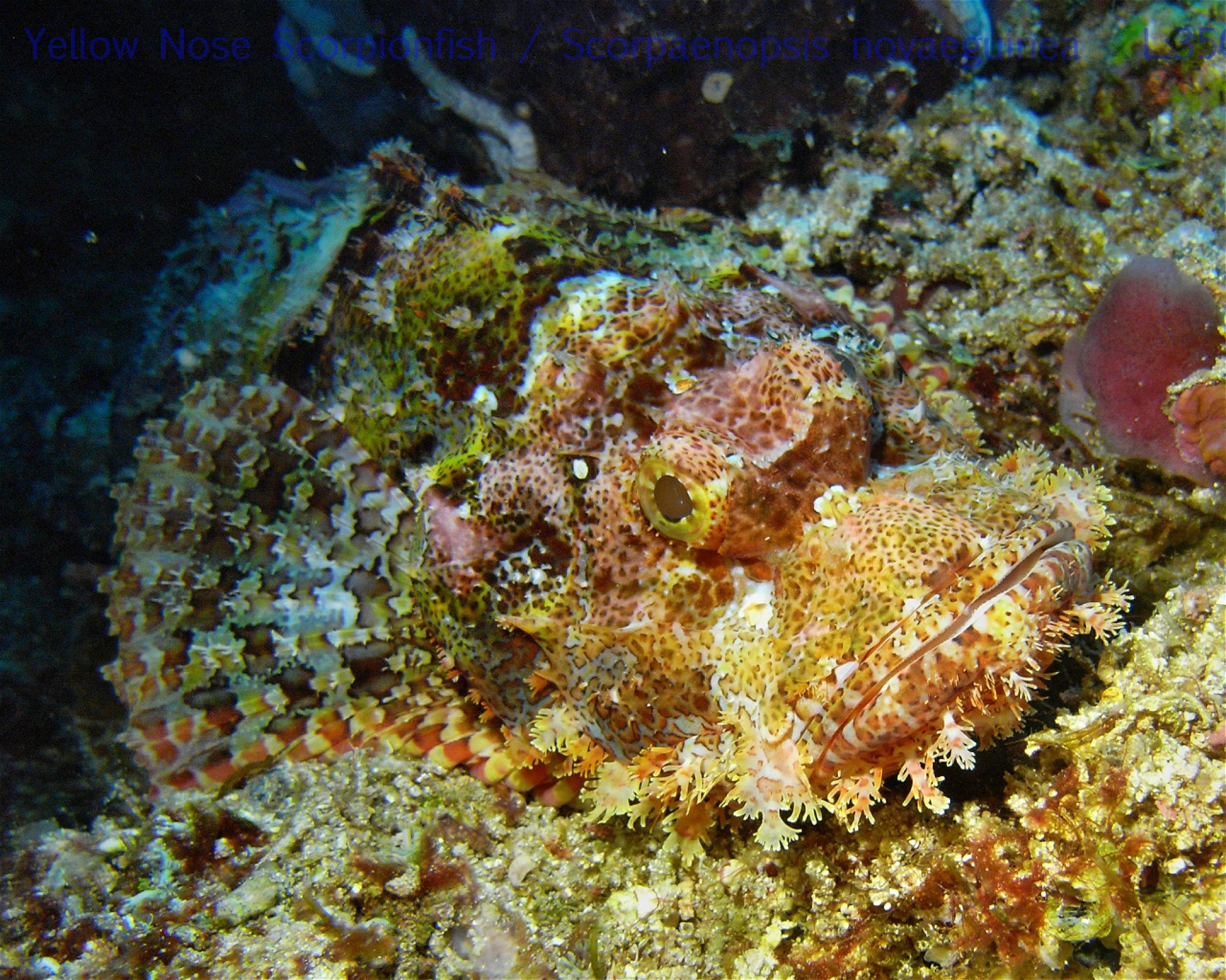 DivePoint Meedhupparu, 960 Meedhupparu