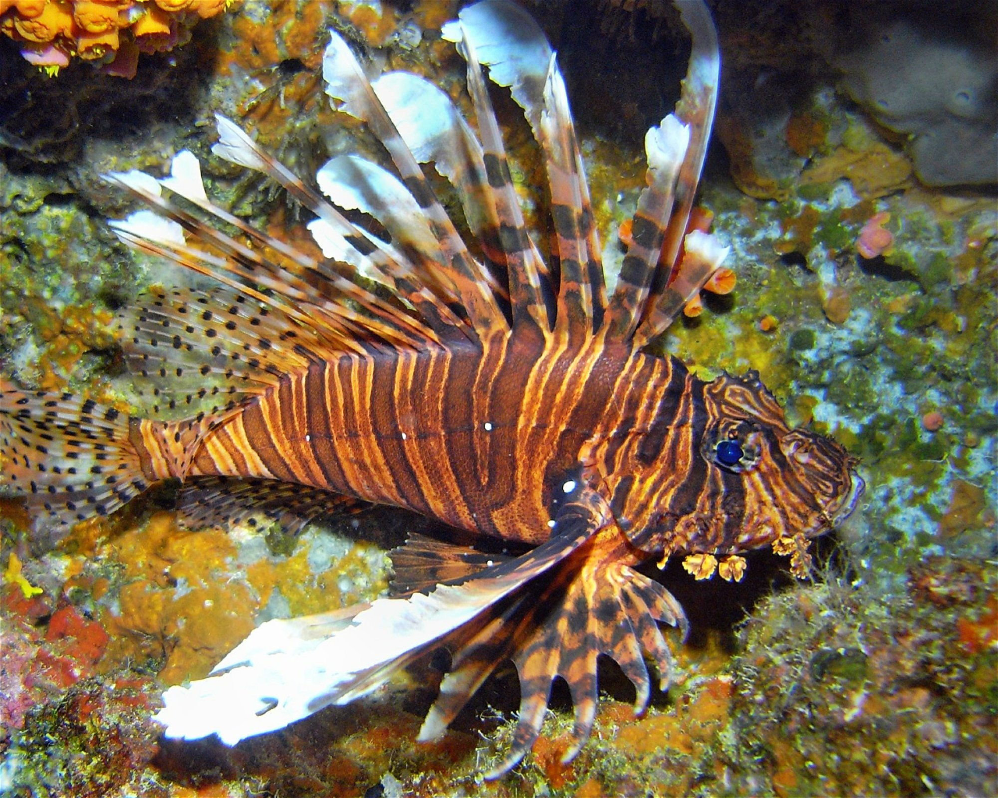 DivePoint Meedhupparu, 960 Meedhupparu