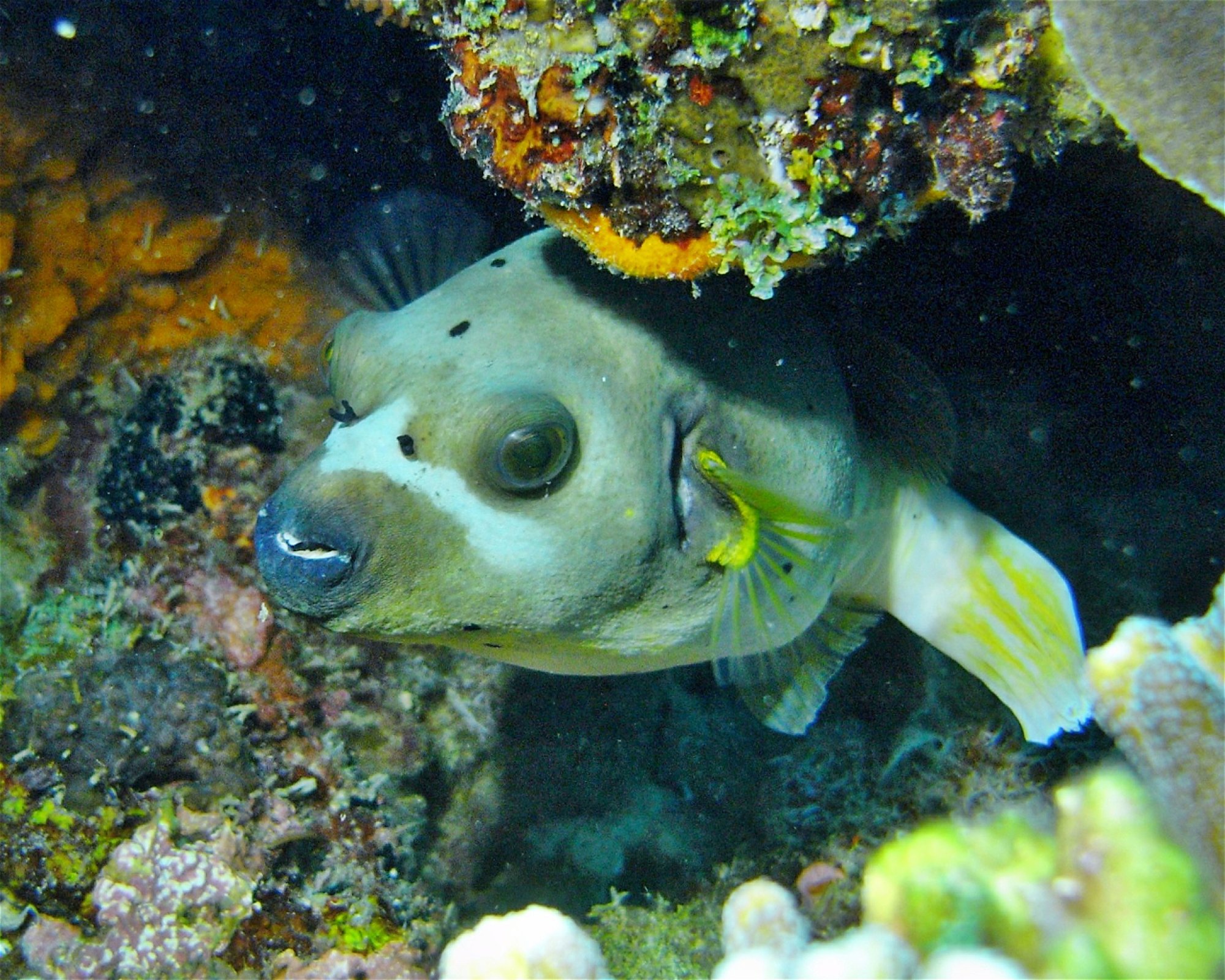 DivePoint Meedhupparu, 960 Meedhupparu