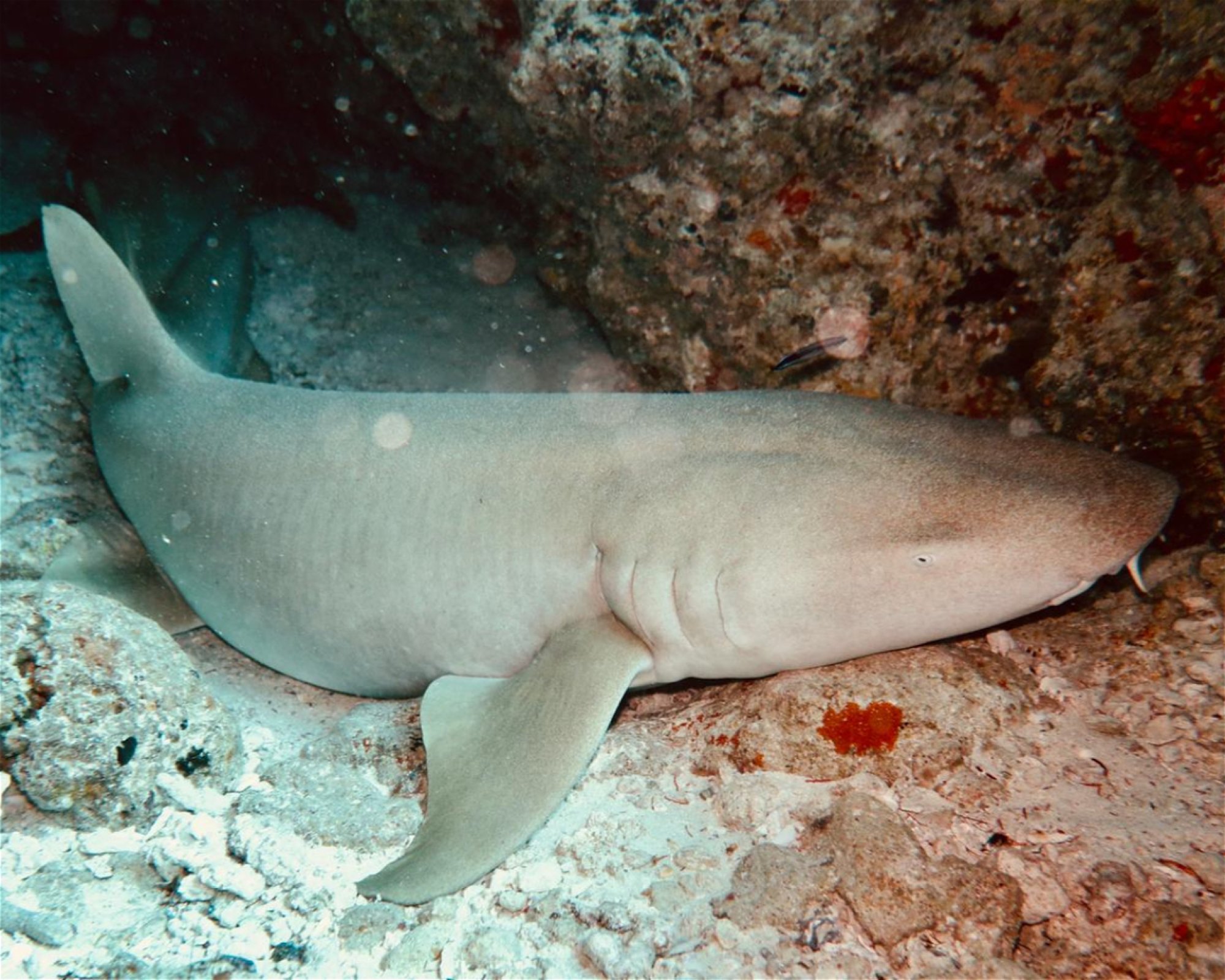 DivePoint Meedhupparu, 960 Meedhupparu