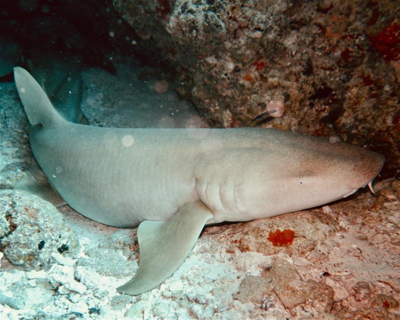 Divesite Image