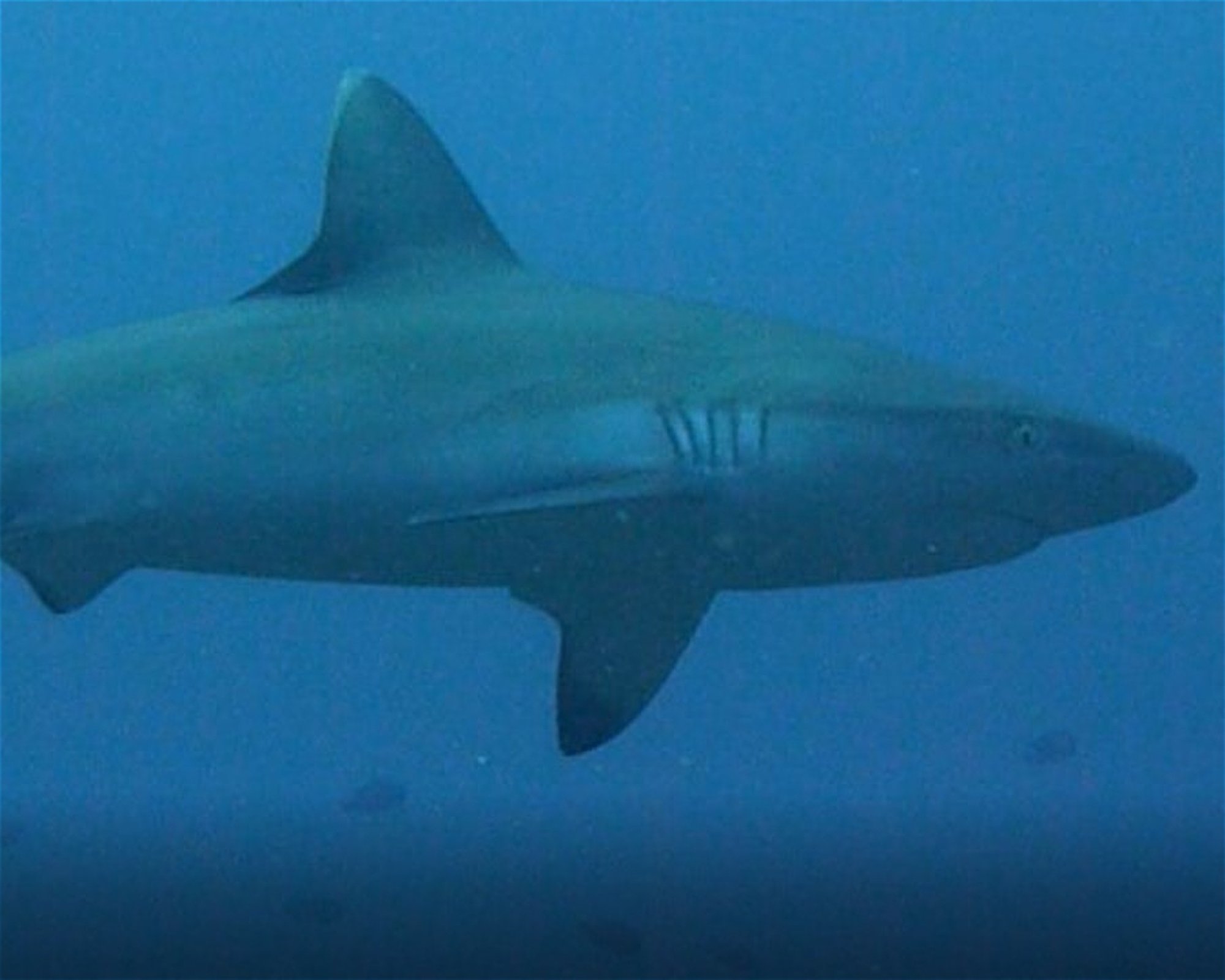DivePoint Meedhupparu, 960 Meedhupparu