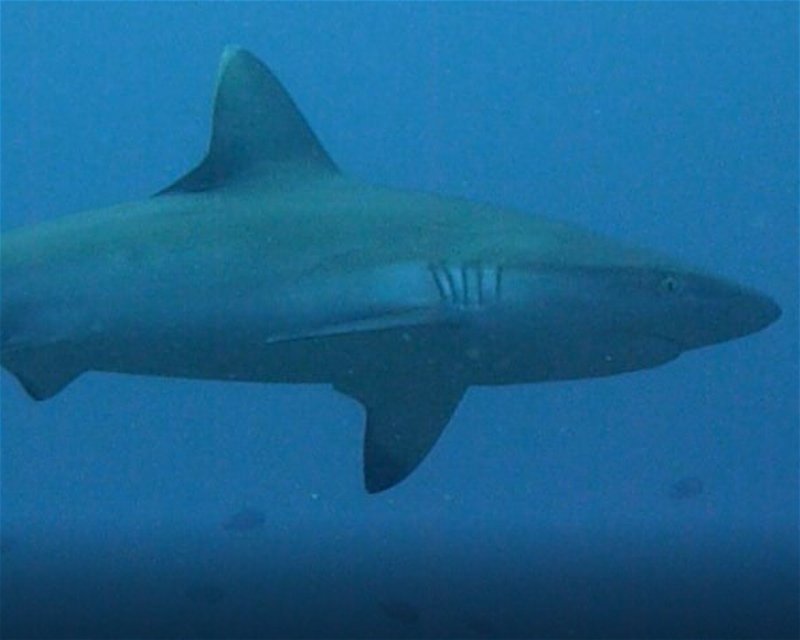 Divesite Image