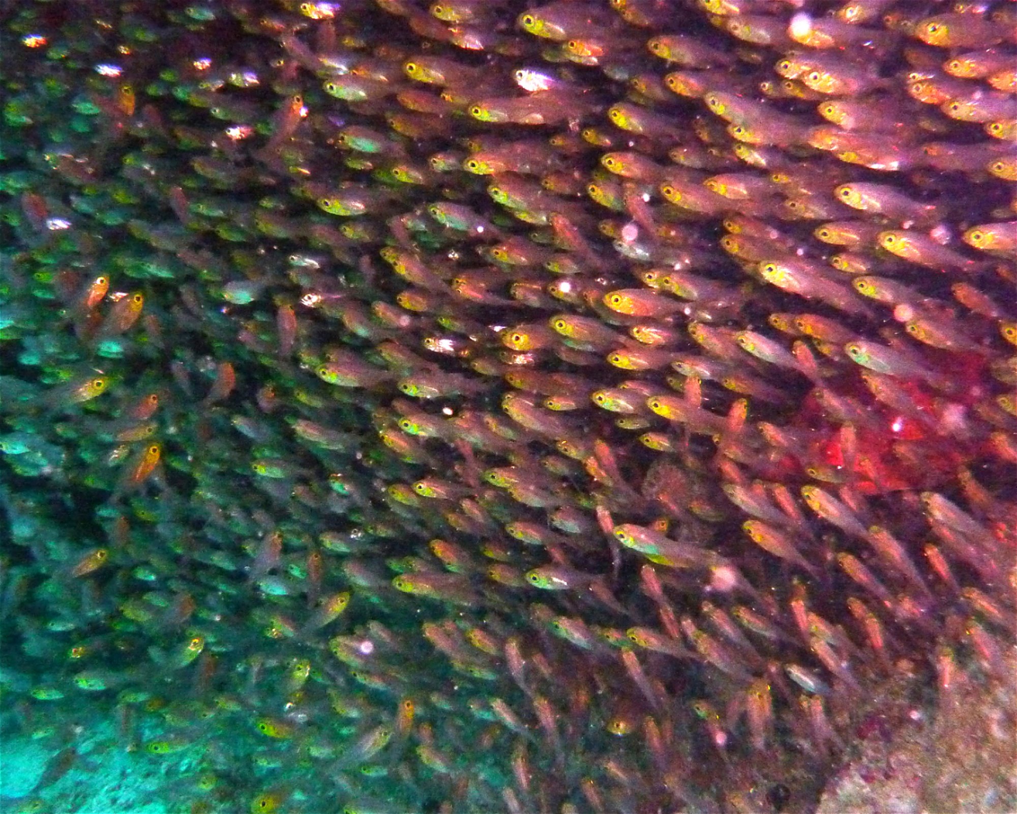 DivePoint Meedhupparu, 960 Meedhupparu