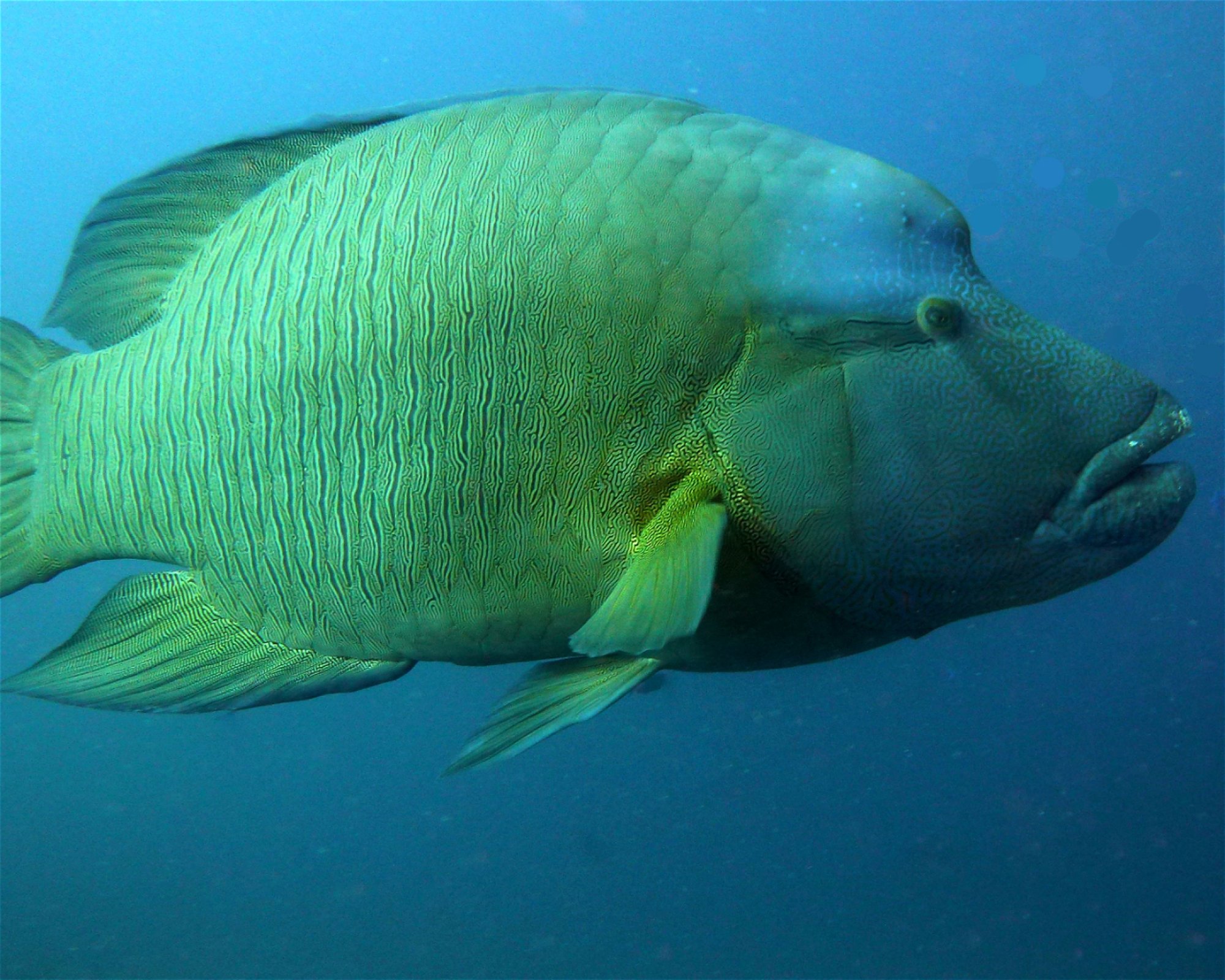 DivePoint Meedhupparu, 960 Meedhupparu