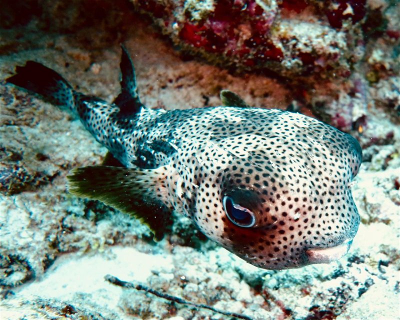 Divesite Image