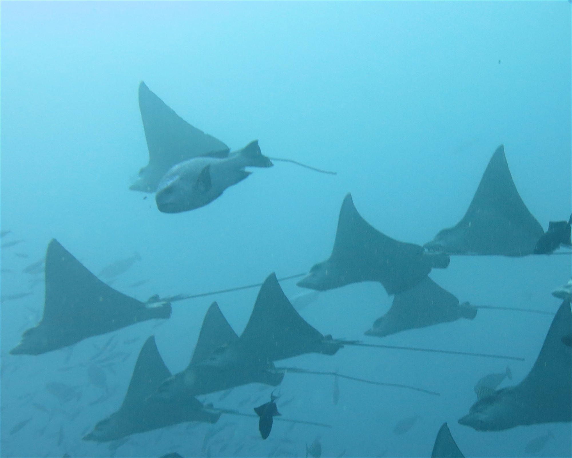 DivePoint Meedhupparu, 960 Meedhupparu