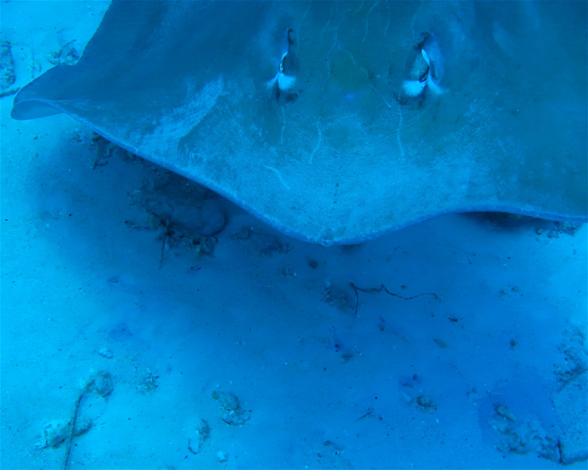 DivePoint Meedhupparu, 960 Meedhupparu