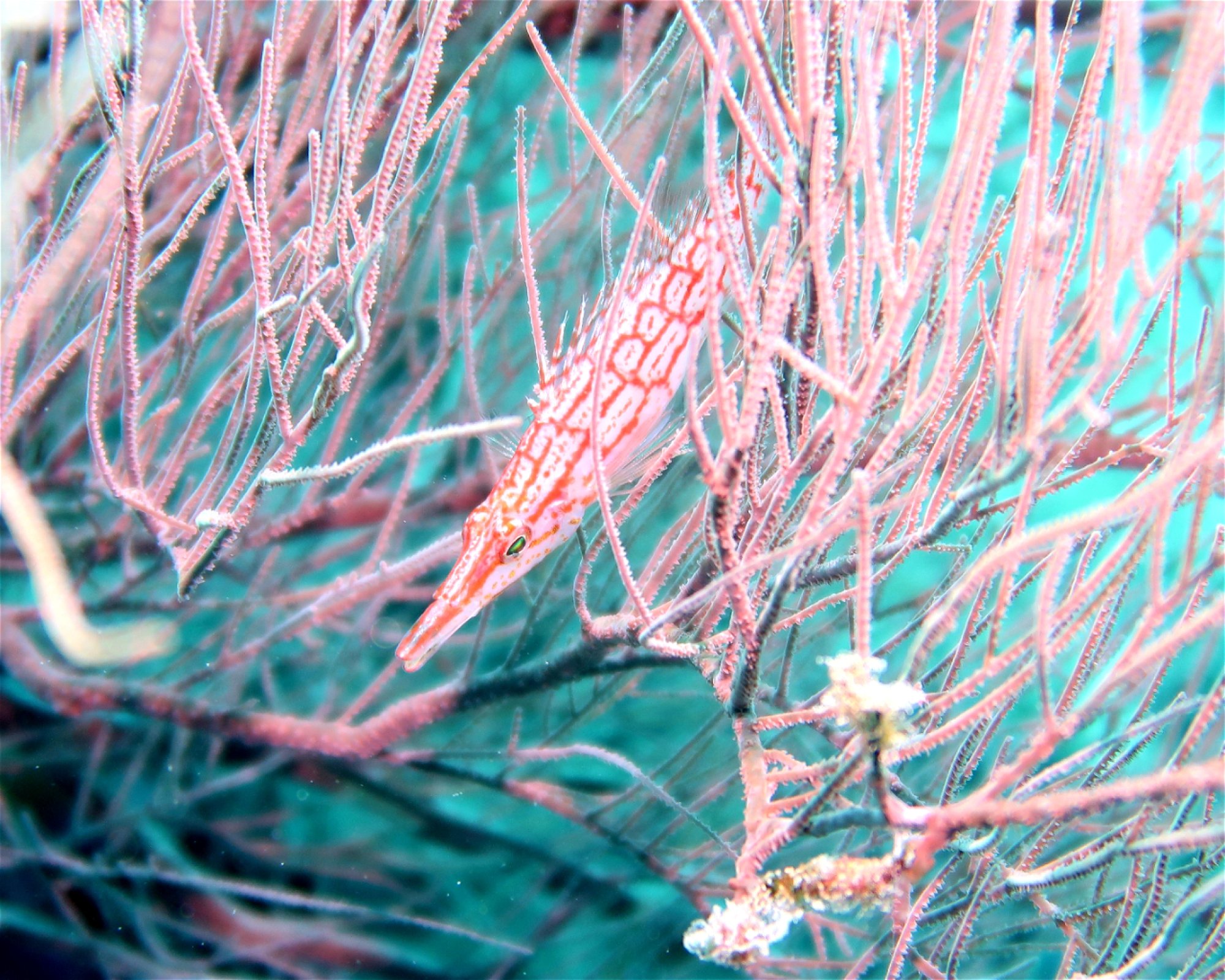 DivePoint Meedhupparu, 960 Meedhupparu