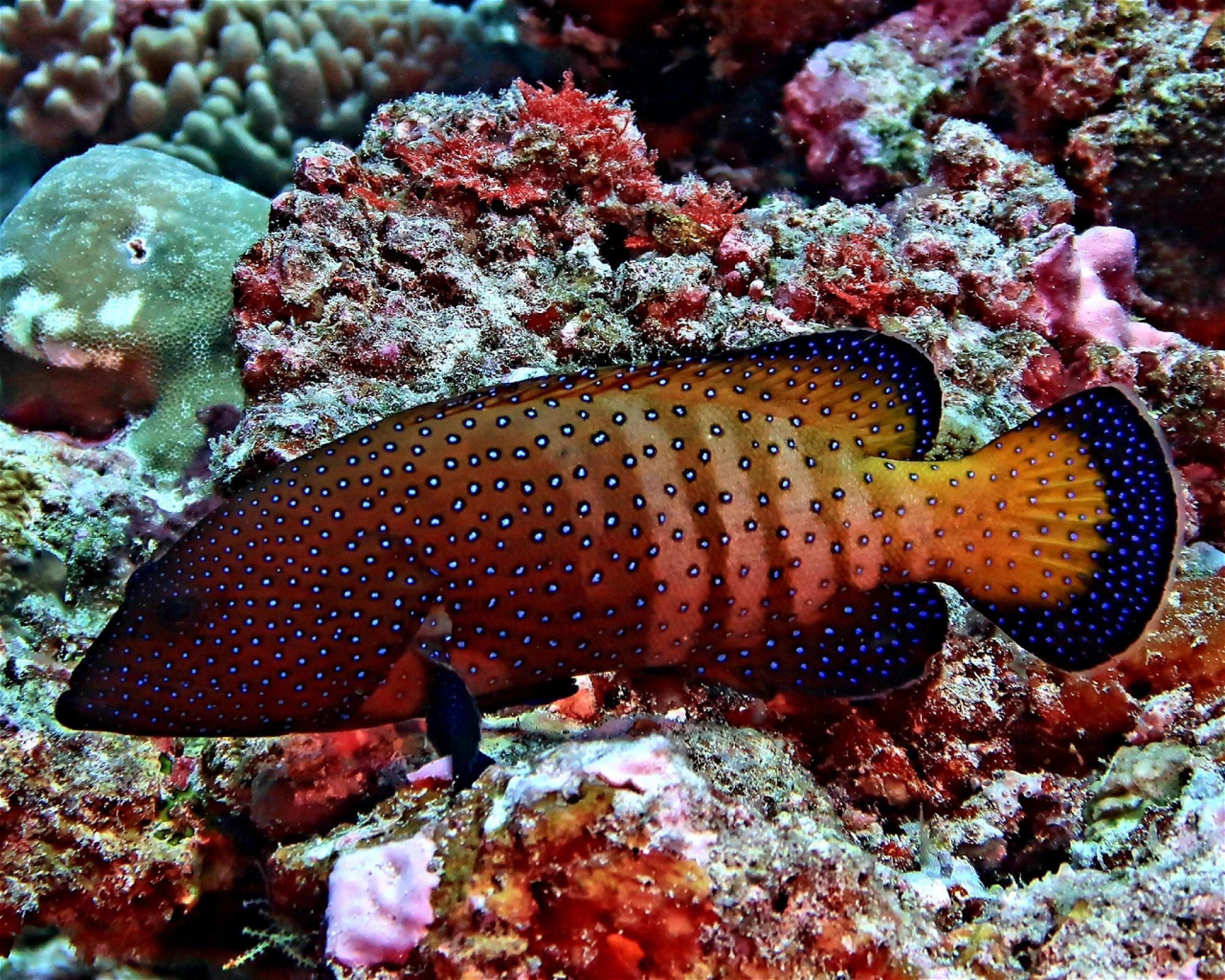 DivePoint Meedhupparu, 960 Meedhupparu