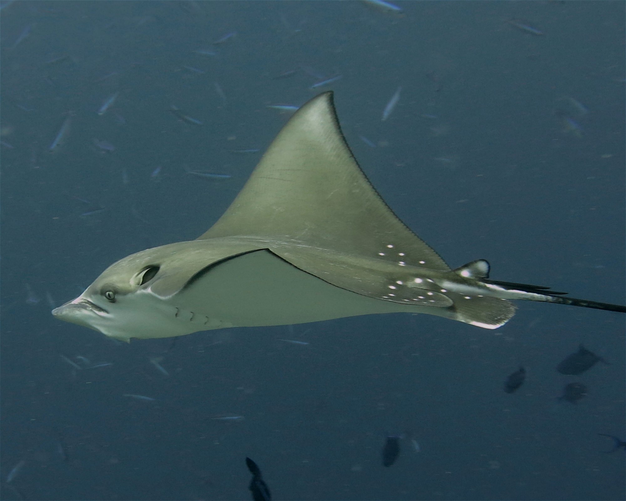DivePoint Meedhupparu, 960 Meedhupparu