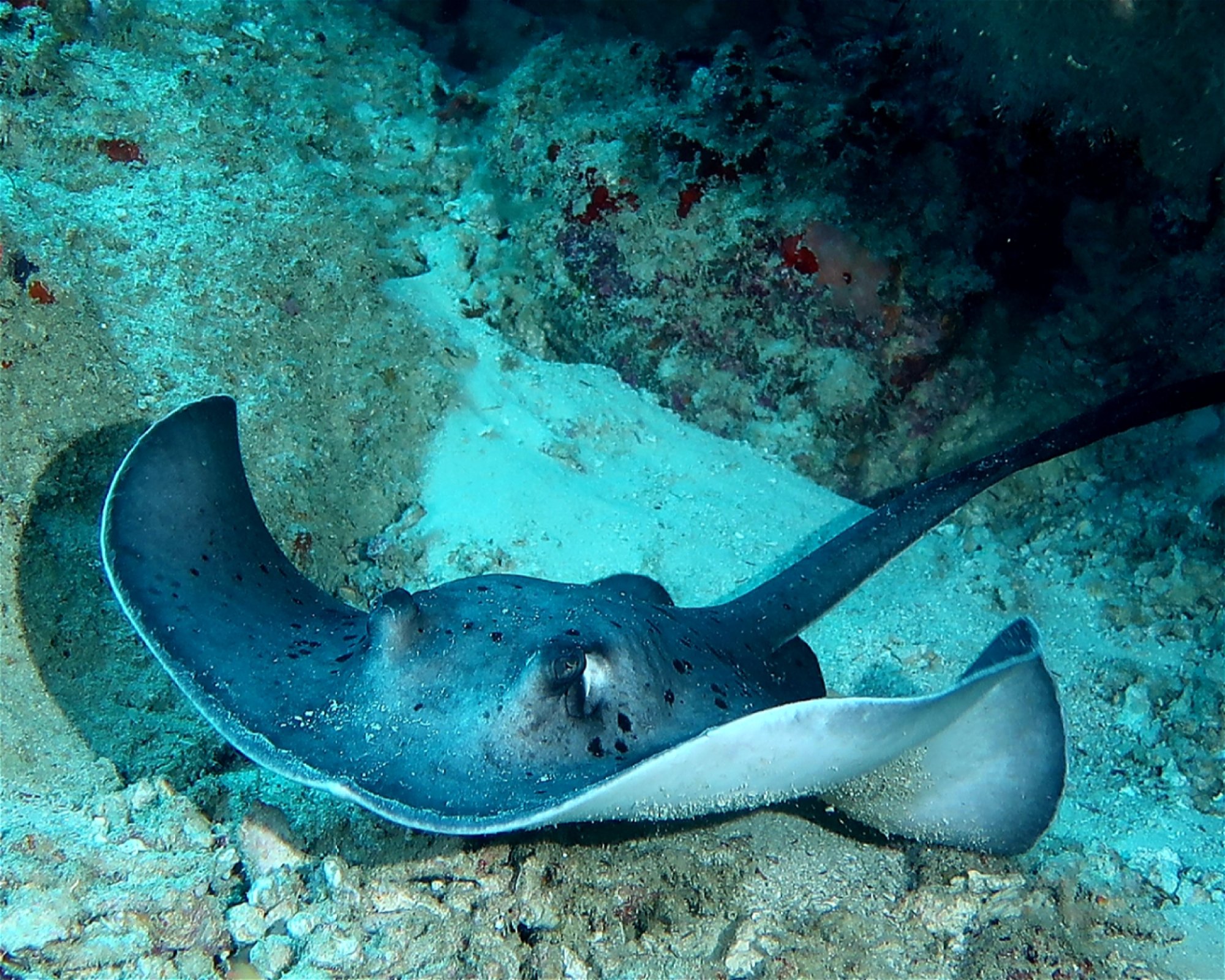 DivePoint Meedhupparu, 960 Meedhupparu