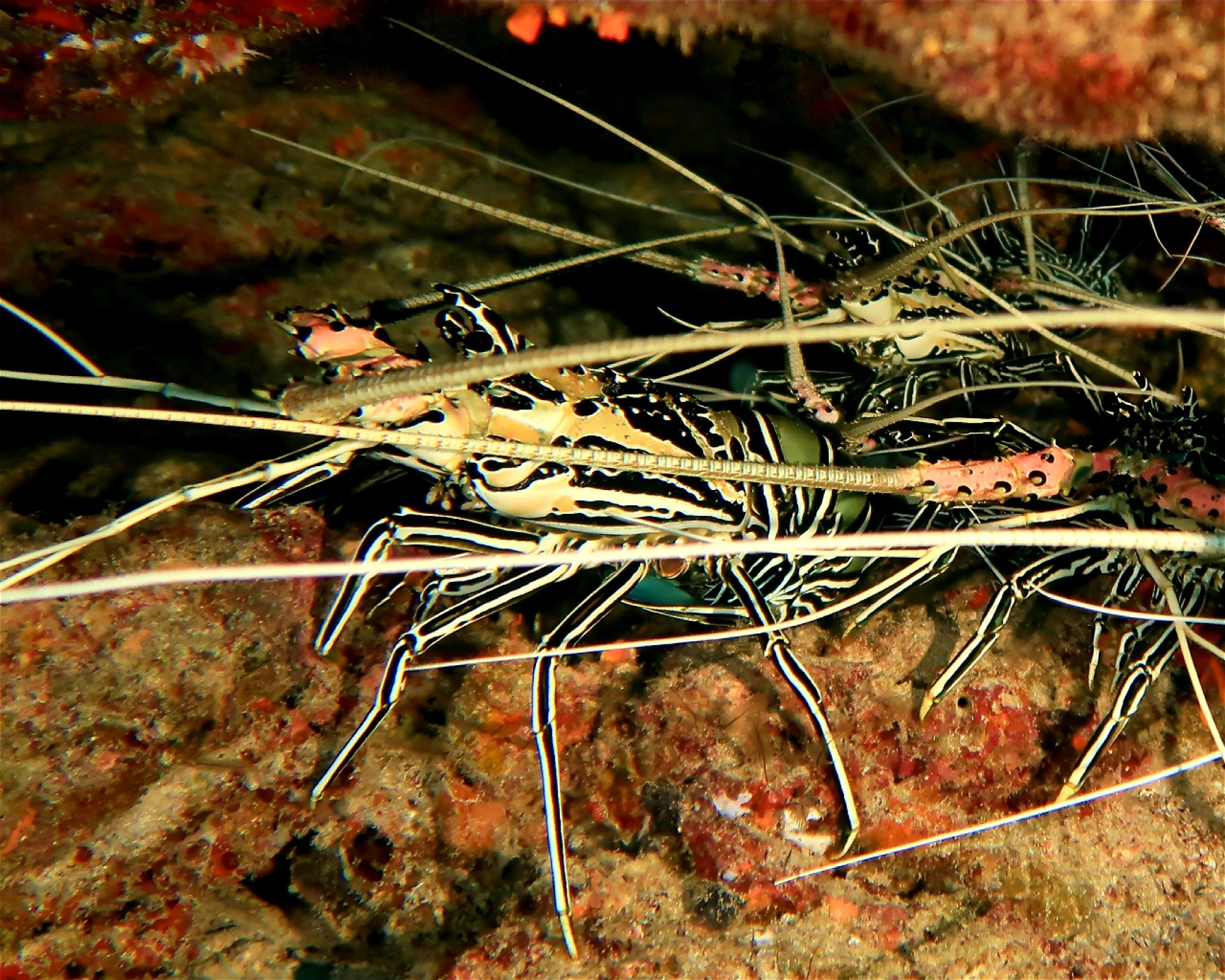 DivePoint Hudhuran Fushi, 20193 Male