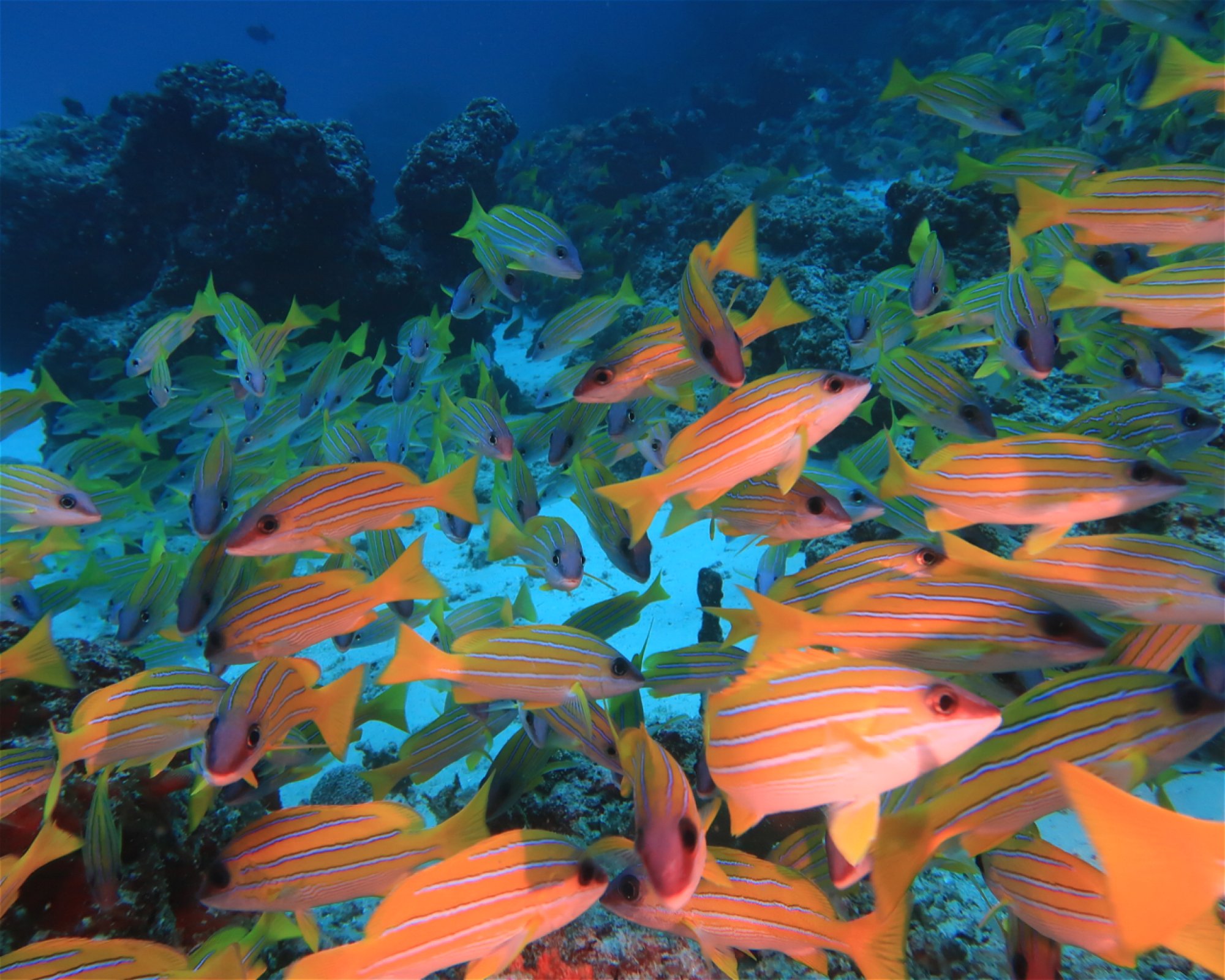DivePoint Hudhuran Fushi, 20193 Male