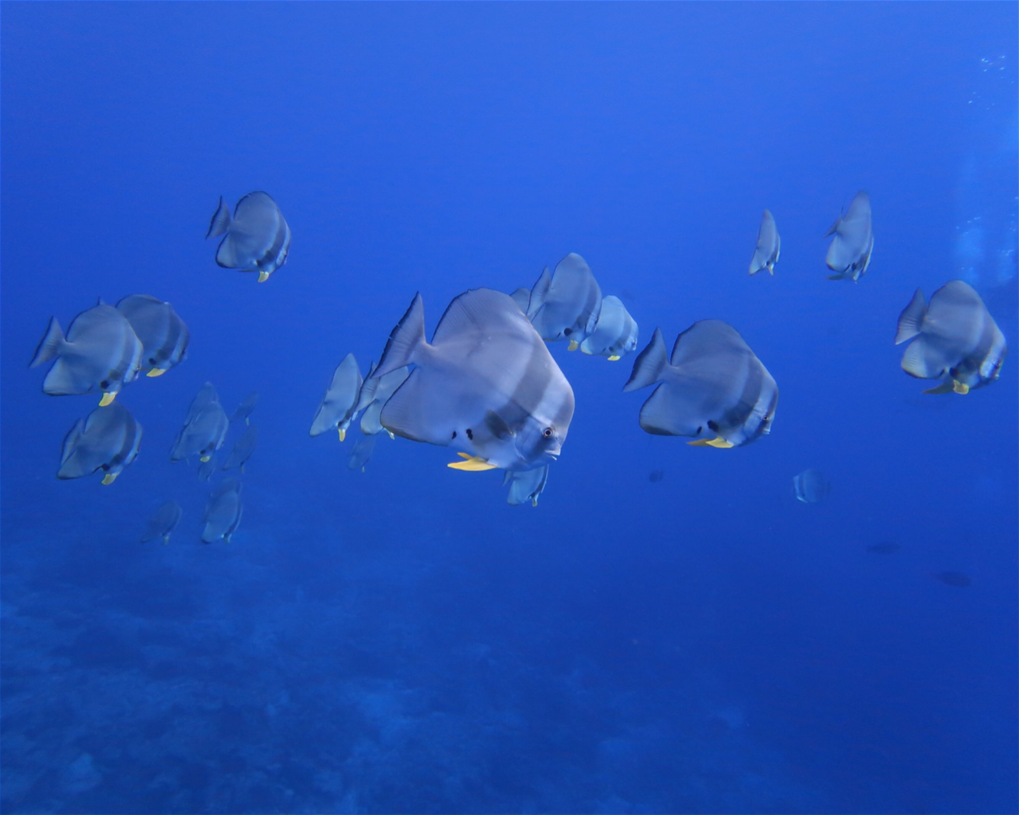 DivePoint Hudhuran Fushi, 20193 Male