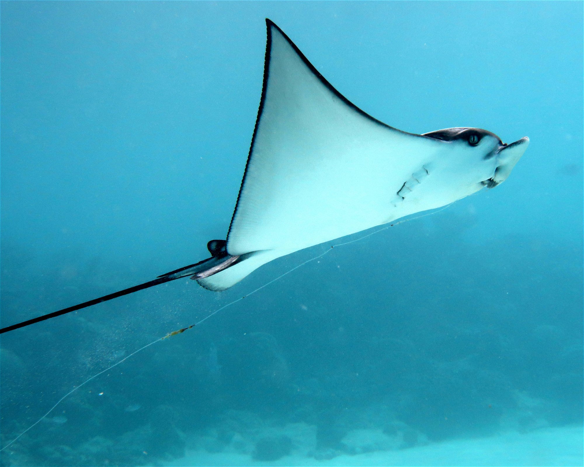 DivePoint Hudhuran Fushi, 20193 Male