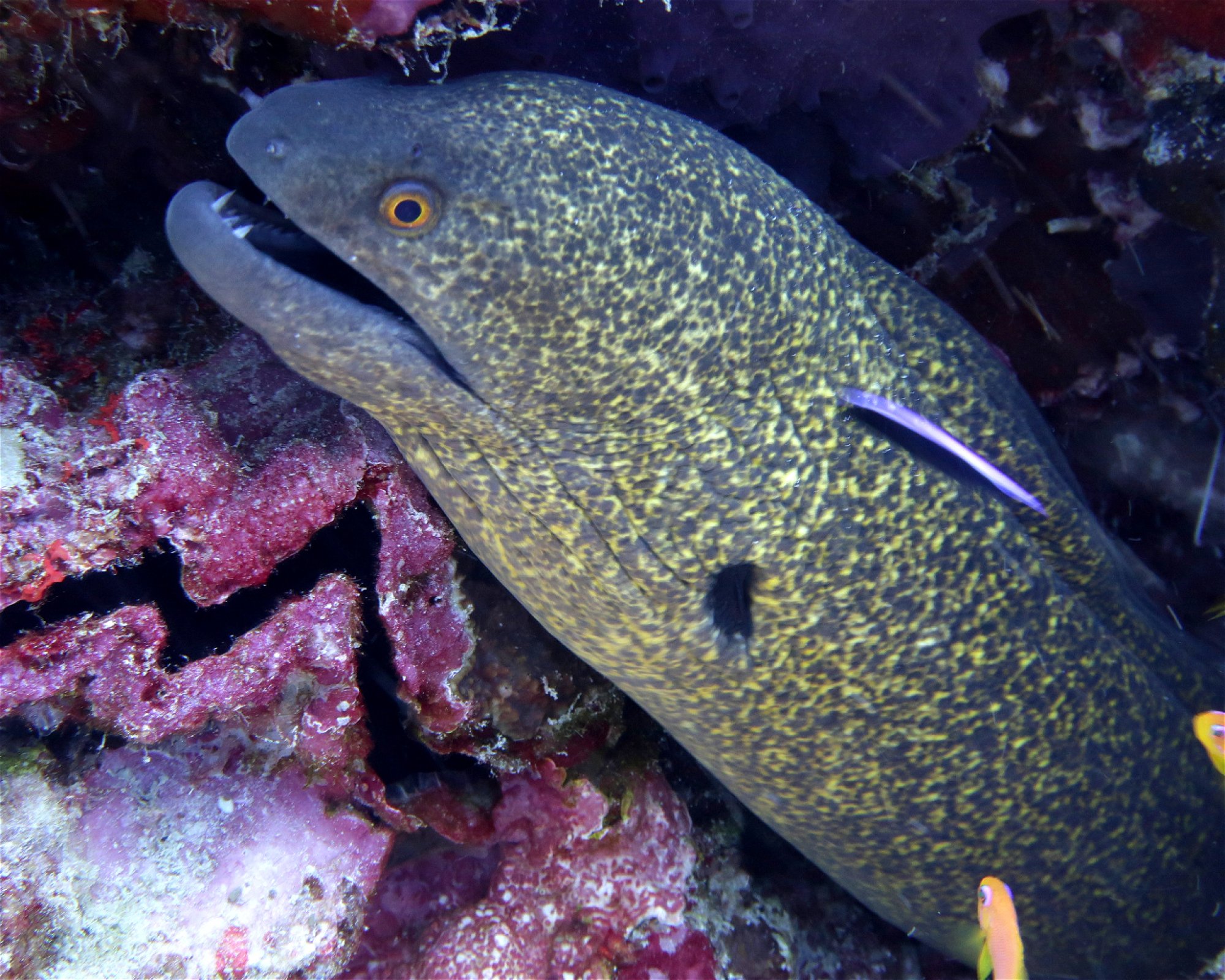 DivePoint Hudhuran Fushi, 20193 Male