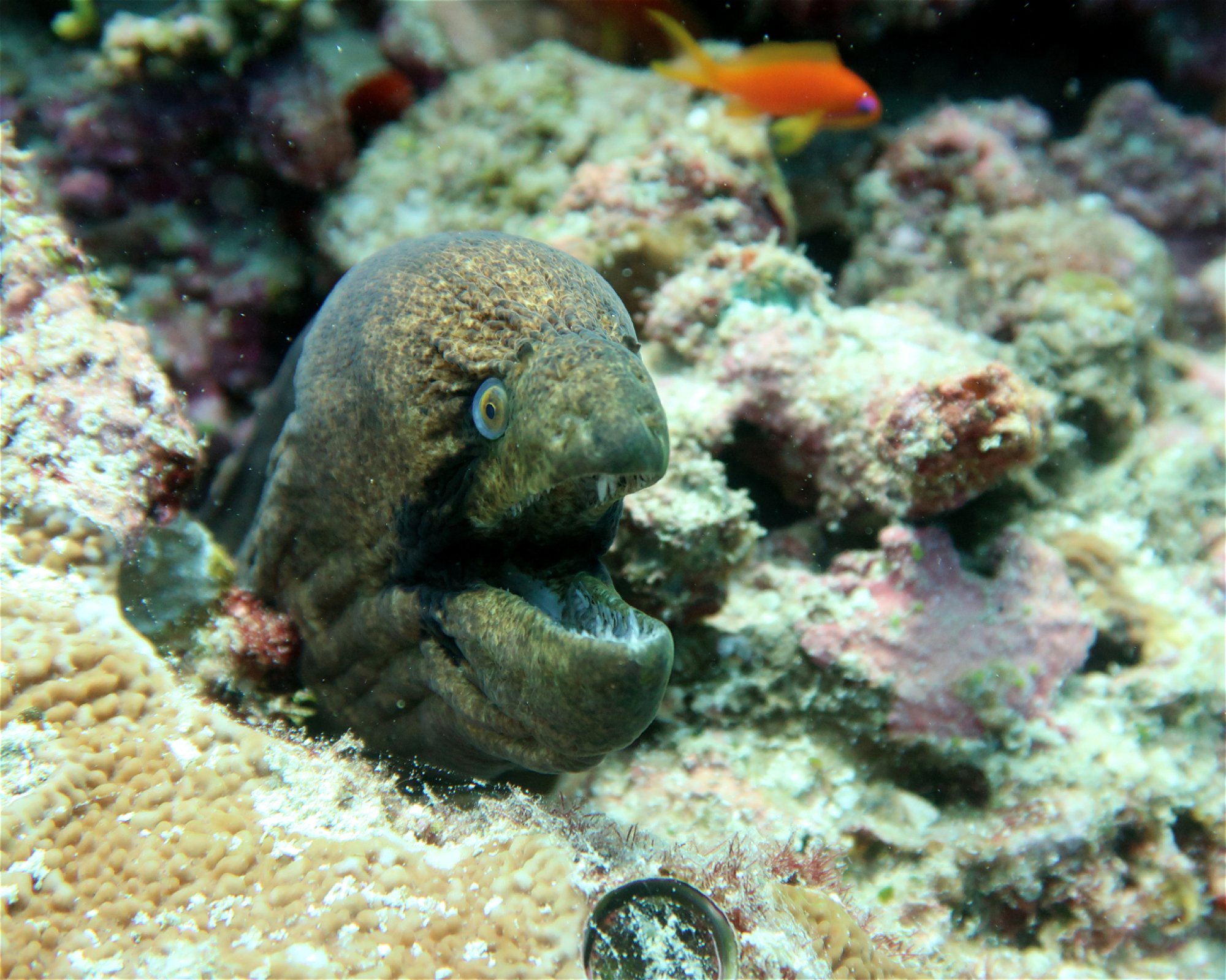 DivePoint Hudhuran Fushi, 20193 Male