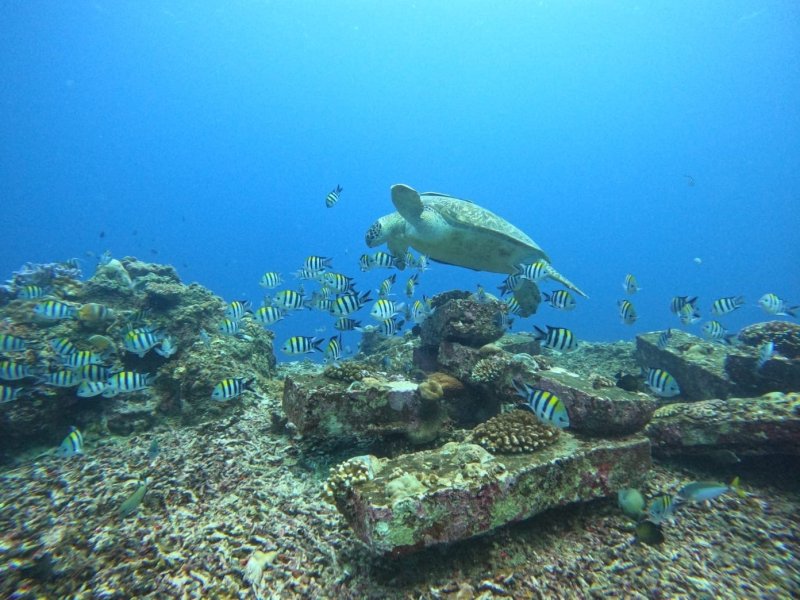 Divesite Image