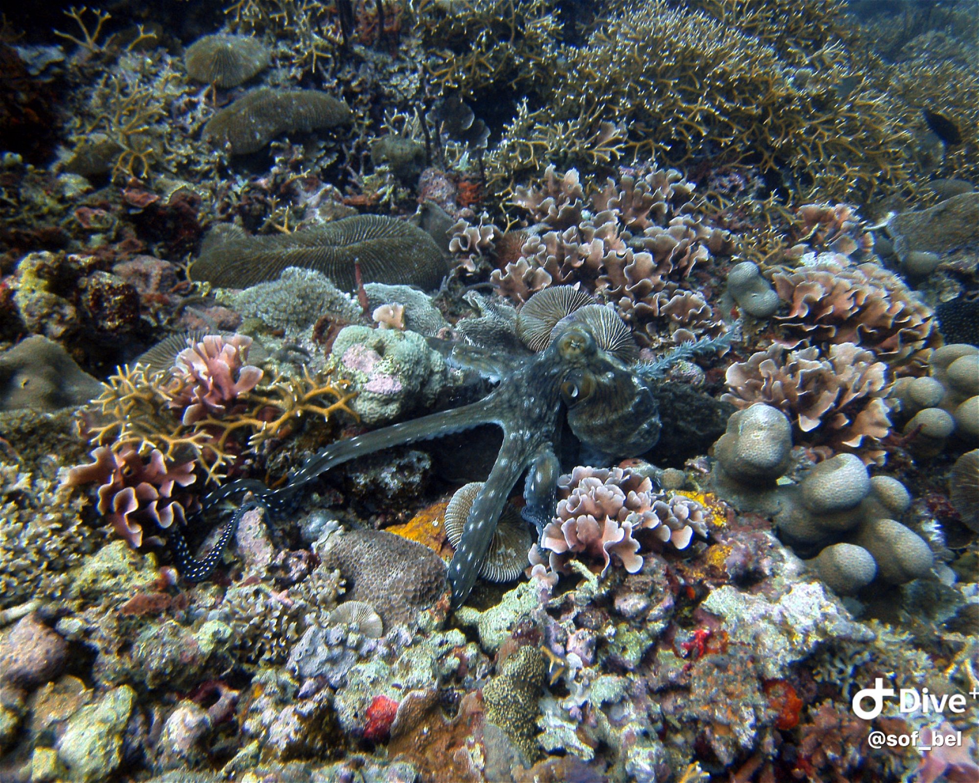 Sanctum Gili Trawangan, 83352 Pemenang - Lombok