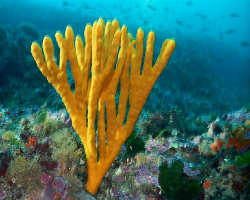 Divesite Image