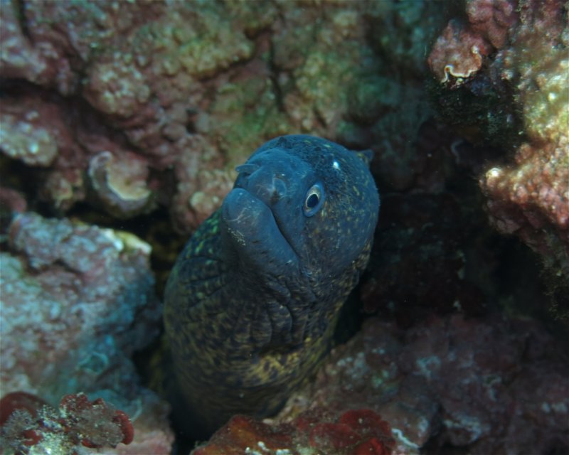 Divesite Image