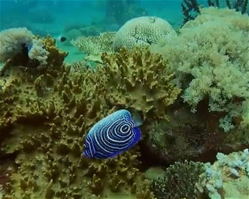 Divesite Image