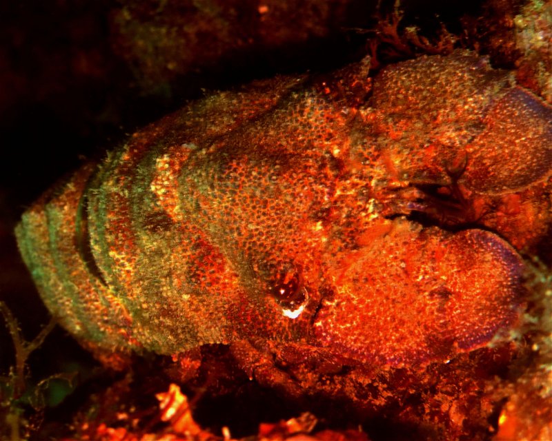 Divesite Image