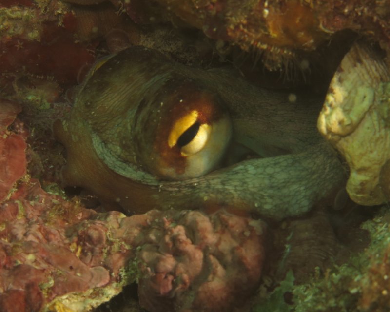 Divesite Image