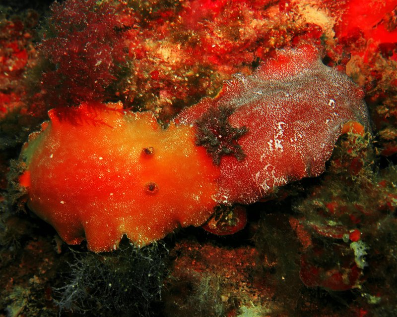 Divesite Image