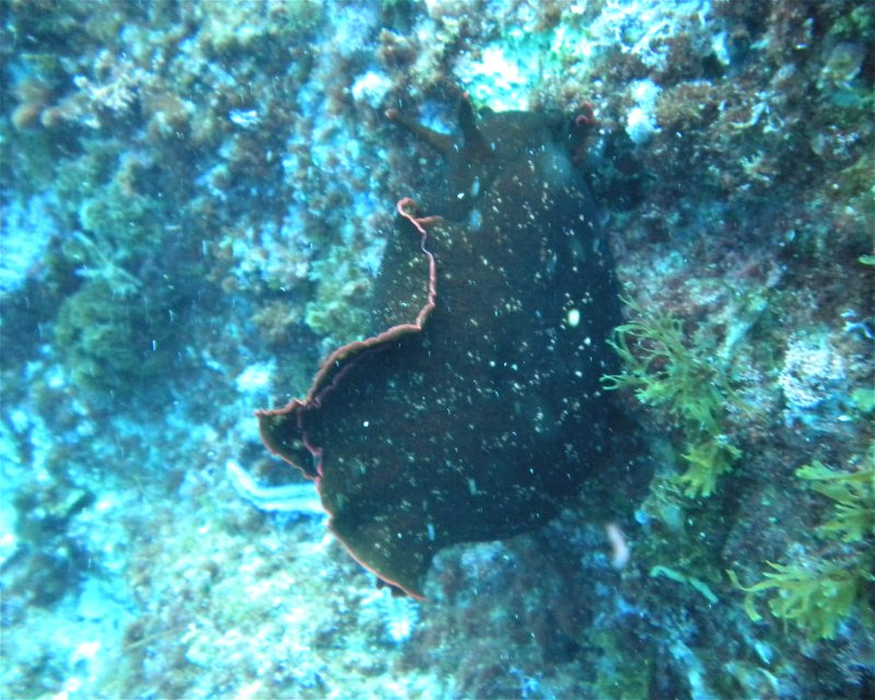 Divesite Image
