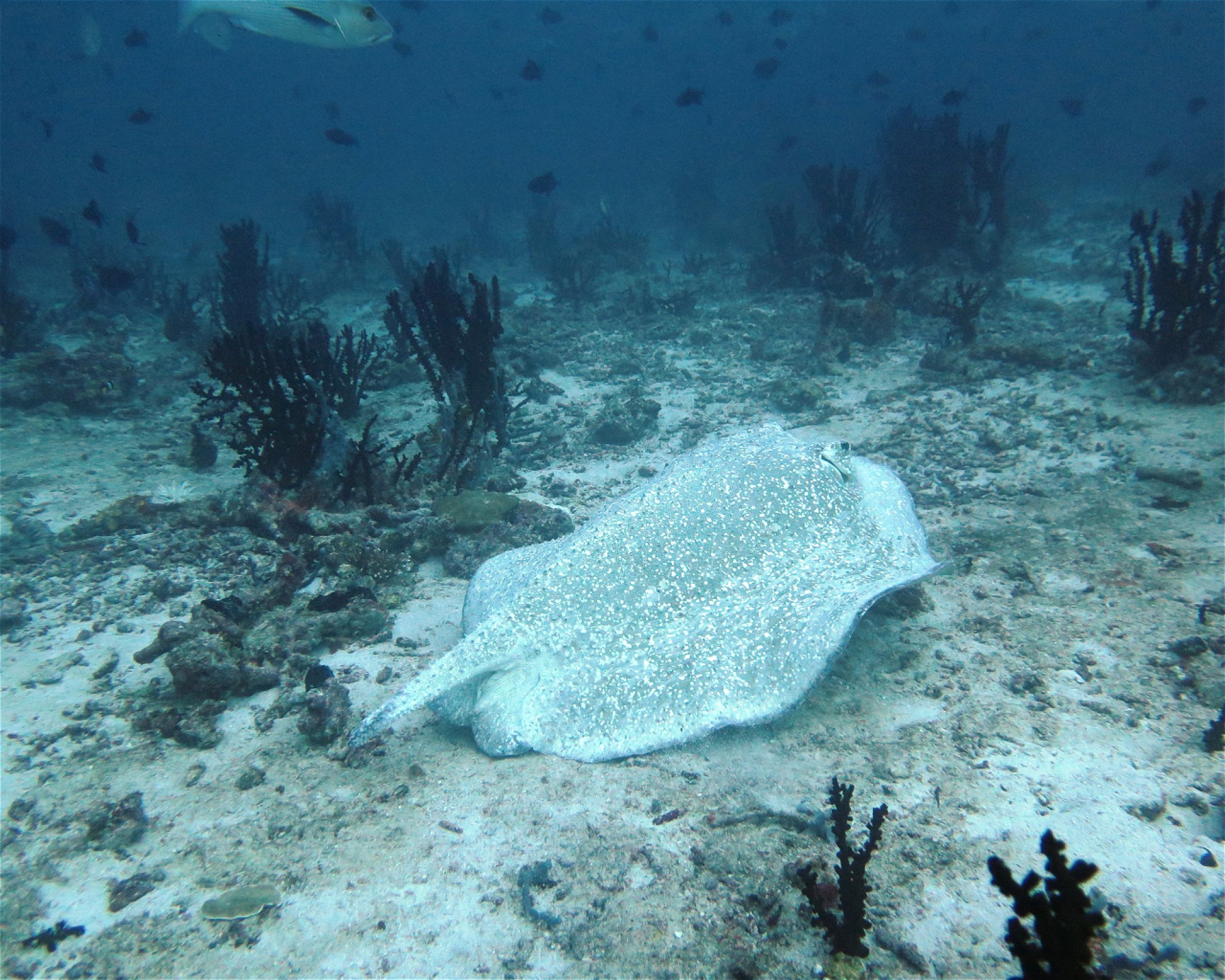 DivePoint Rannalhi, South Male Atoll