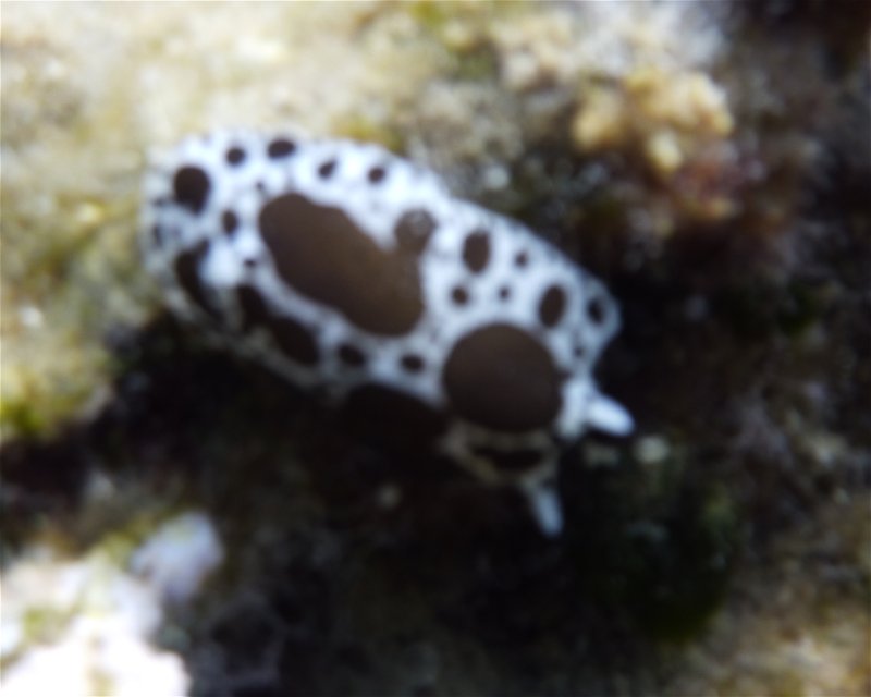 Divesite Image